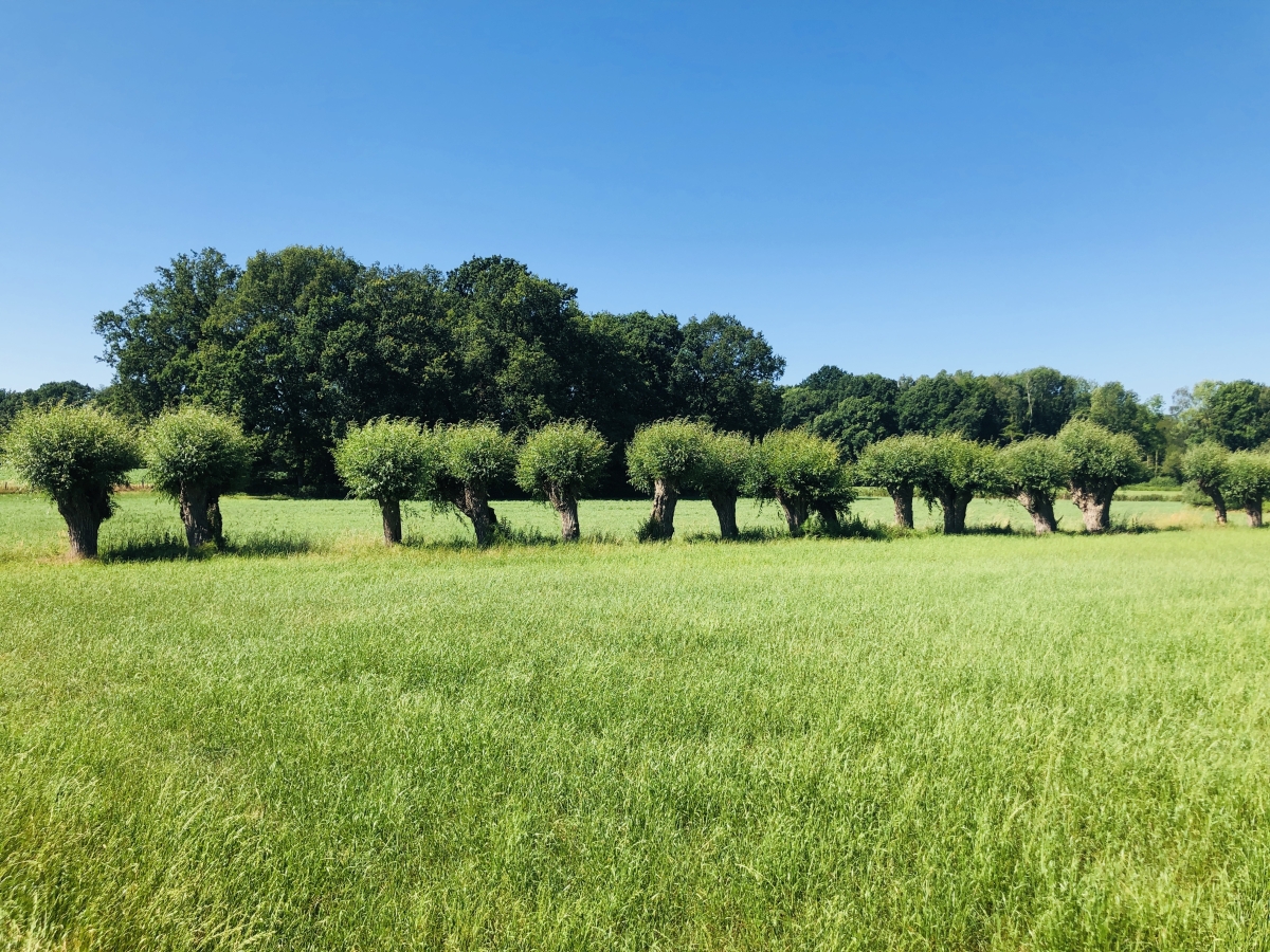 Neues Denken für eine bessere Zukunft | Di Gaudio Coaching  